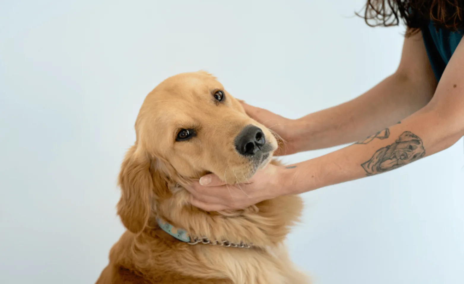 A headshot of a dog A headshot of a dog