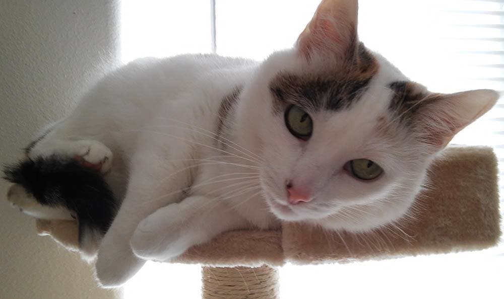 Akira Yamoaka, a cat, is laying down on top of a cat tree.