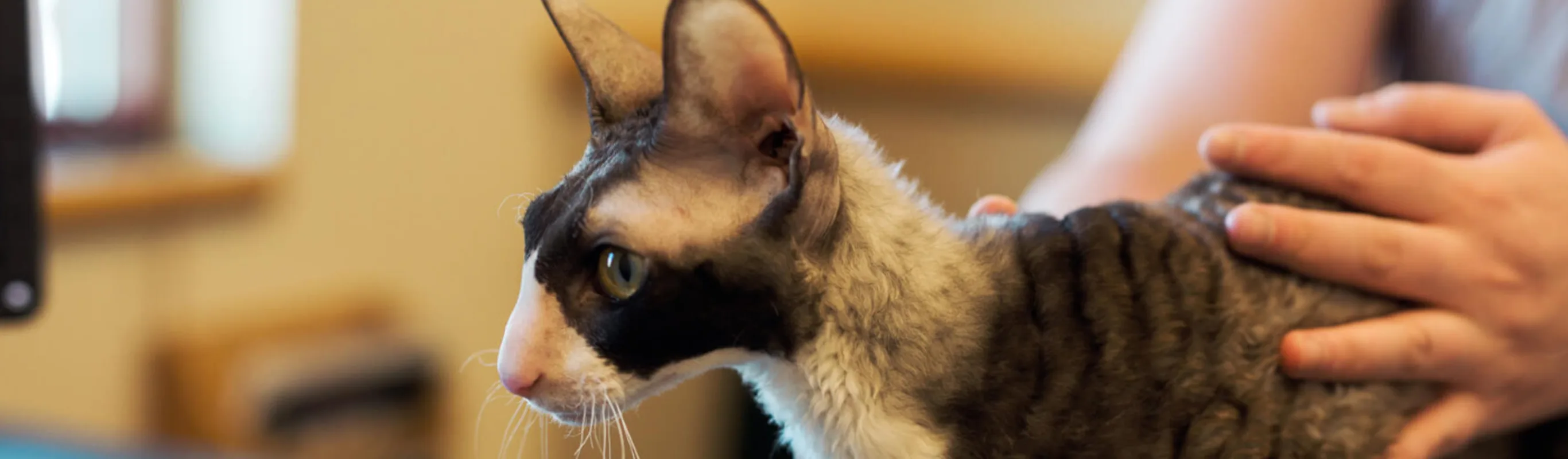 Cat being held by vet Cat being held by vet