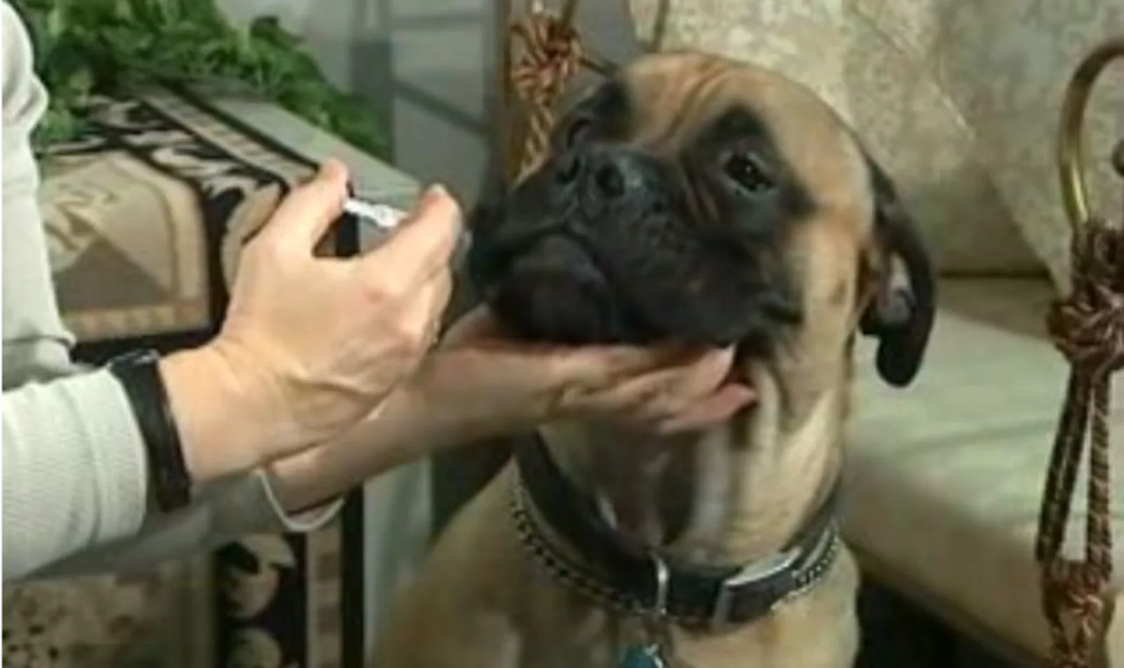 Dog receiving liquid medication