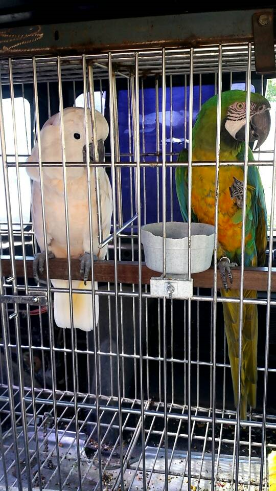 East Lake Animal Clinic's Bird Cage Ward Area where they are placed to get checked up