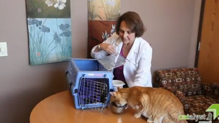 Cat eating food next to a cat carrier