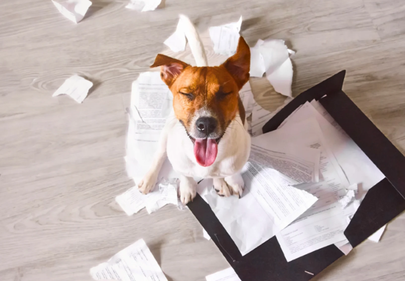 Dog smiling with torn papers around Dog smiling with torn papers around