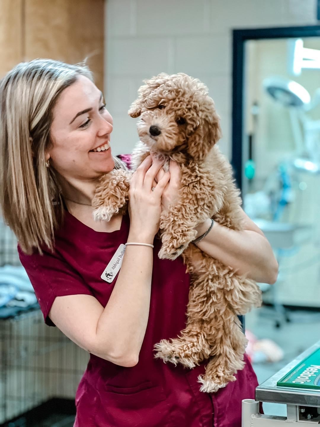 Staff member holding a brown dog