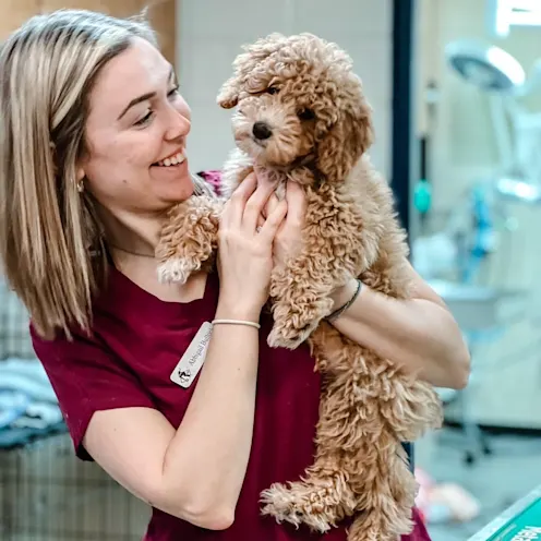 Staff member holding a brown dog Staff member holding a brown dog