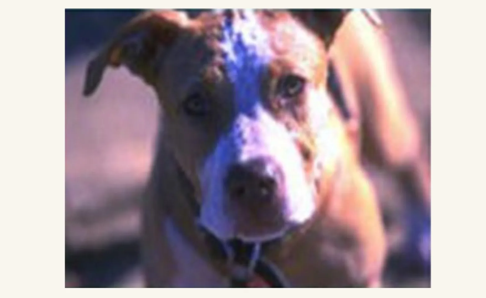 Dog with MCT Dog with MCT