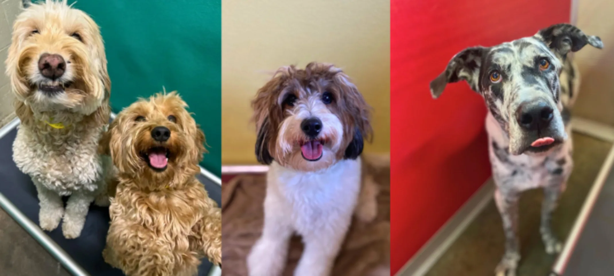 4 Dogs at Lafayette Veterinary Care Center 4 Dogs at Lafayette Veterinary Care Center