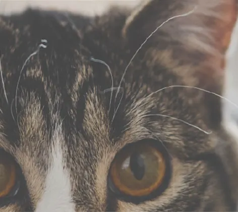 Closeup image of a cat's face, focusing the eyes and ears Closeup image of a cat's face, focusing the eyes and ears