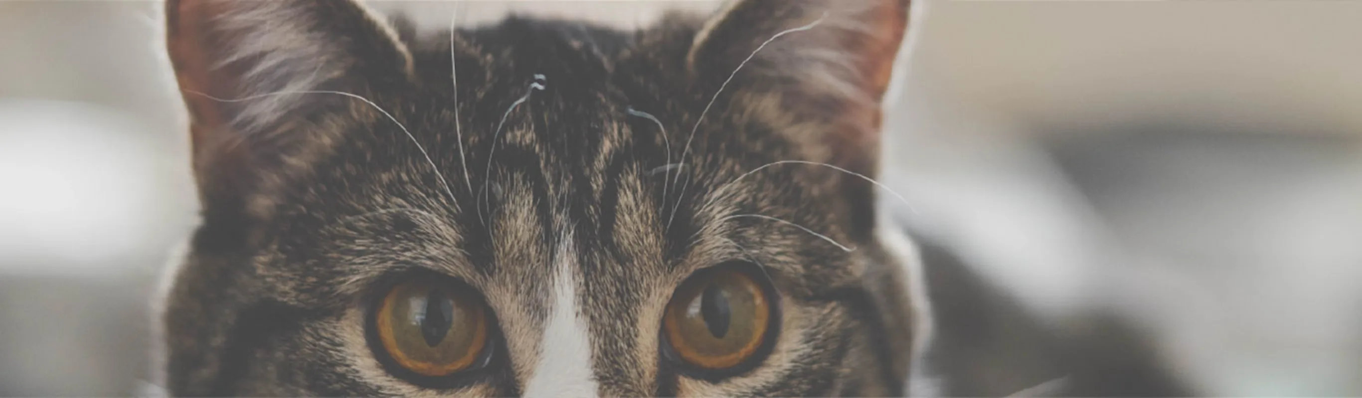 Closeup image of a cat's face, focusing the eyes and ears