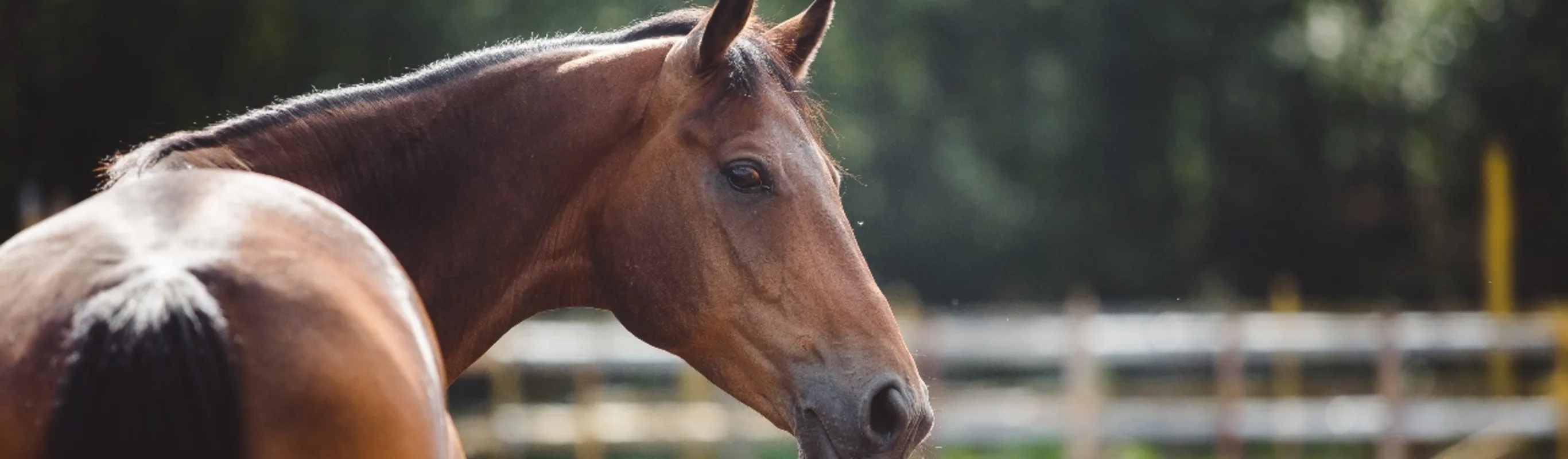 Horse in outdoor pen looking back at camera