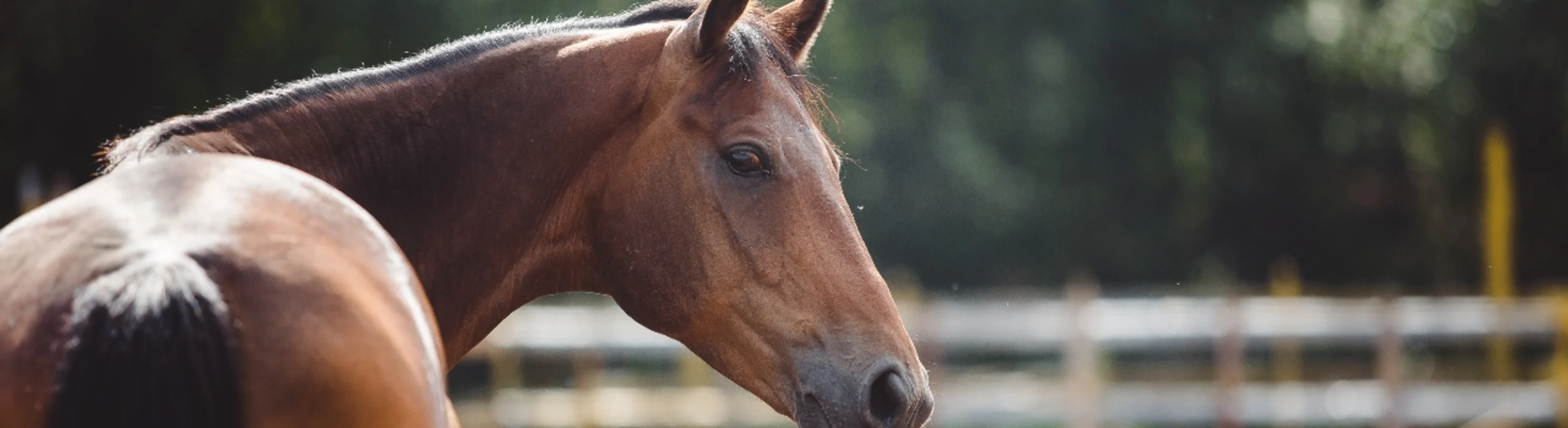 Horse in outdoor pen looking back at camera