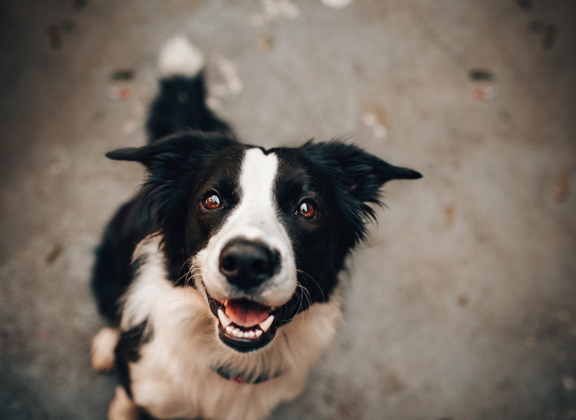 Dog sitting on the ground, looking up at the camera.