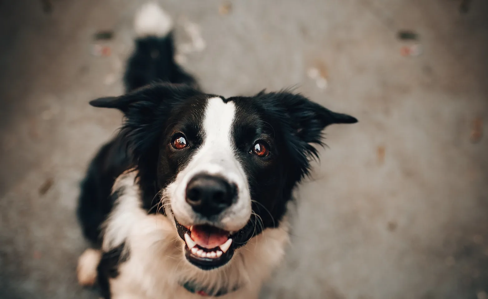 Dog sitting on the ground, looking up at the camera. Dog sitting on the ground, looking up at the camera.