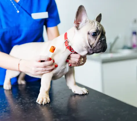 Little White Pug getting a shot in the leg from a Veterinarian on the clinic table. 