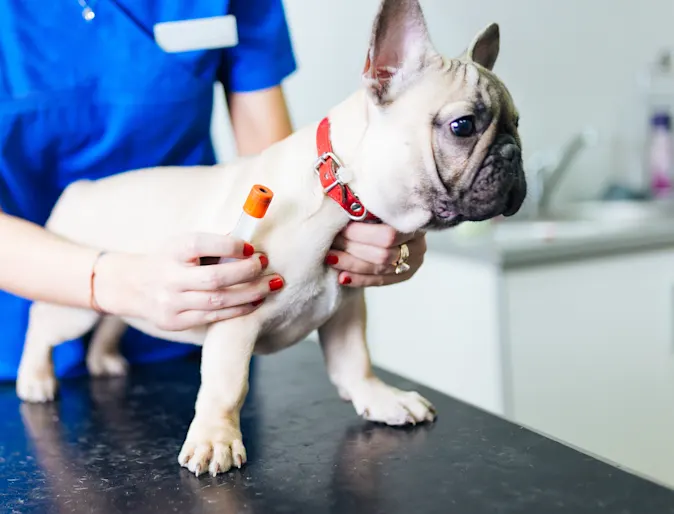 Little White Pug getting a shot in the leg from a Veterinarian on the clinic table. Little White Pug getting a shot in the leg from a Veterinarian on the clinic table.