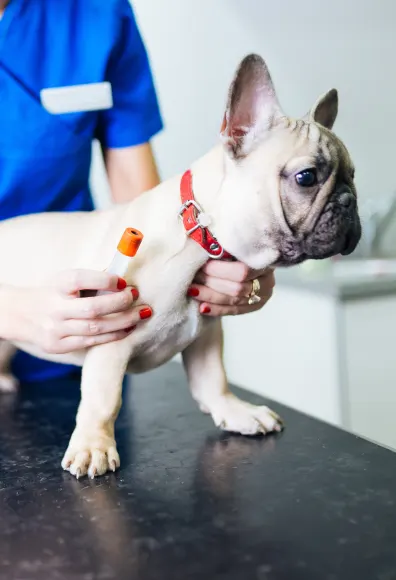 Little White Pug getting a shot in the leg from a Veterinarian on the clinic table. 
