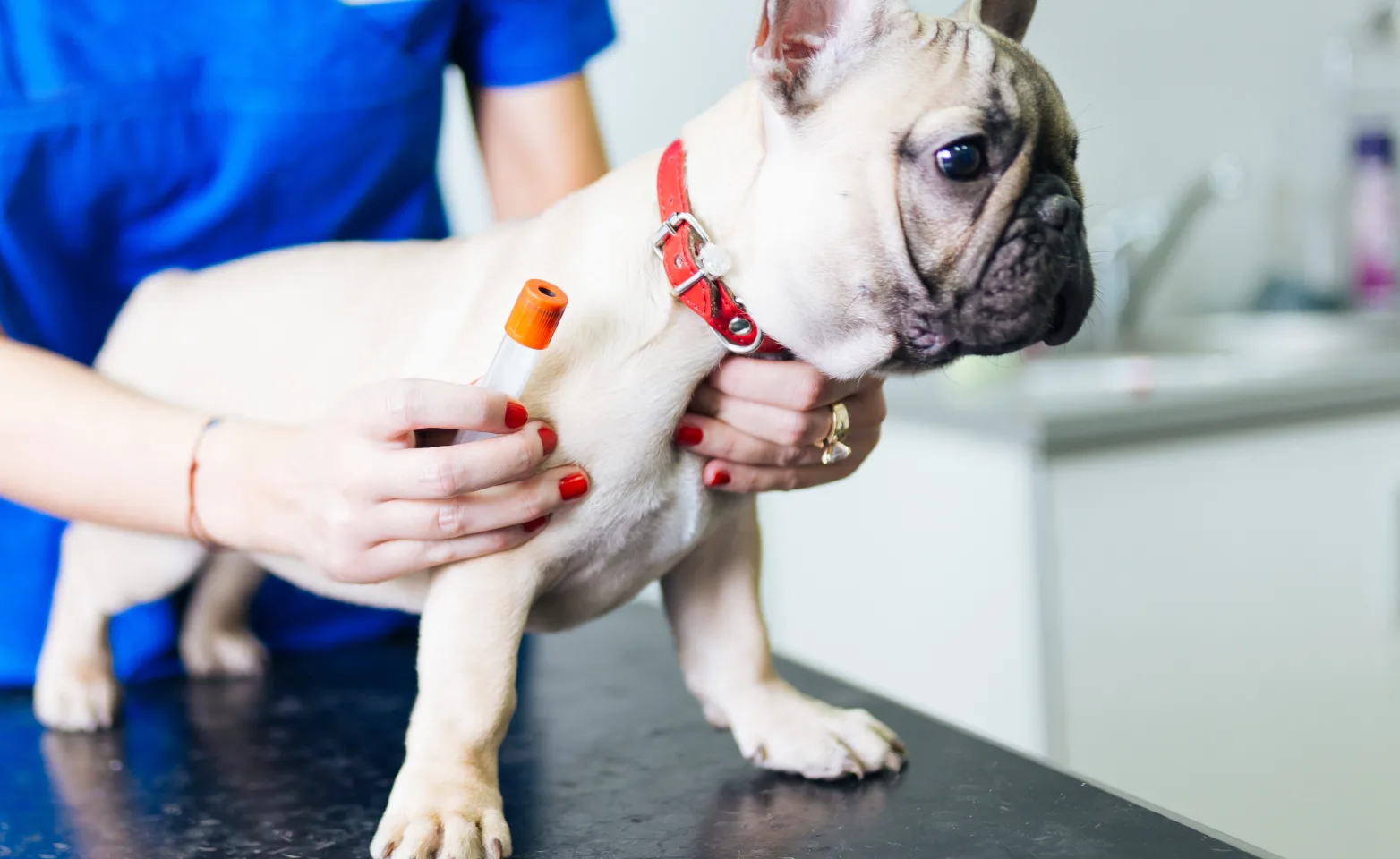 Little White Pug getting a shot in the leg from a Veterinarian on the clinic table. 