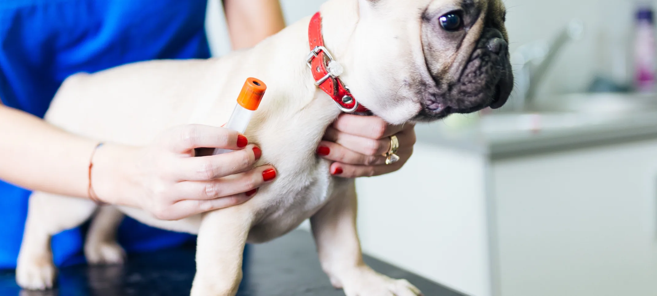 Little White Pug getting a shot in the leg from a Veterinarian on the clinic table. 