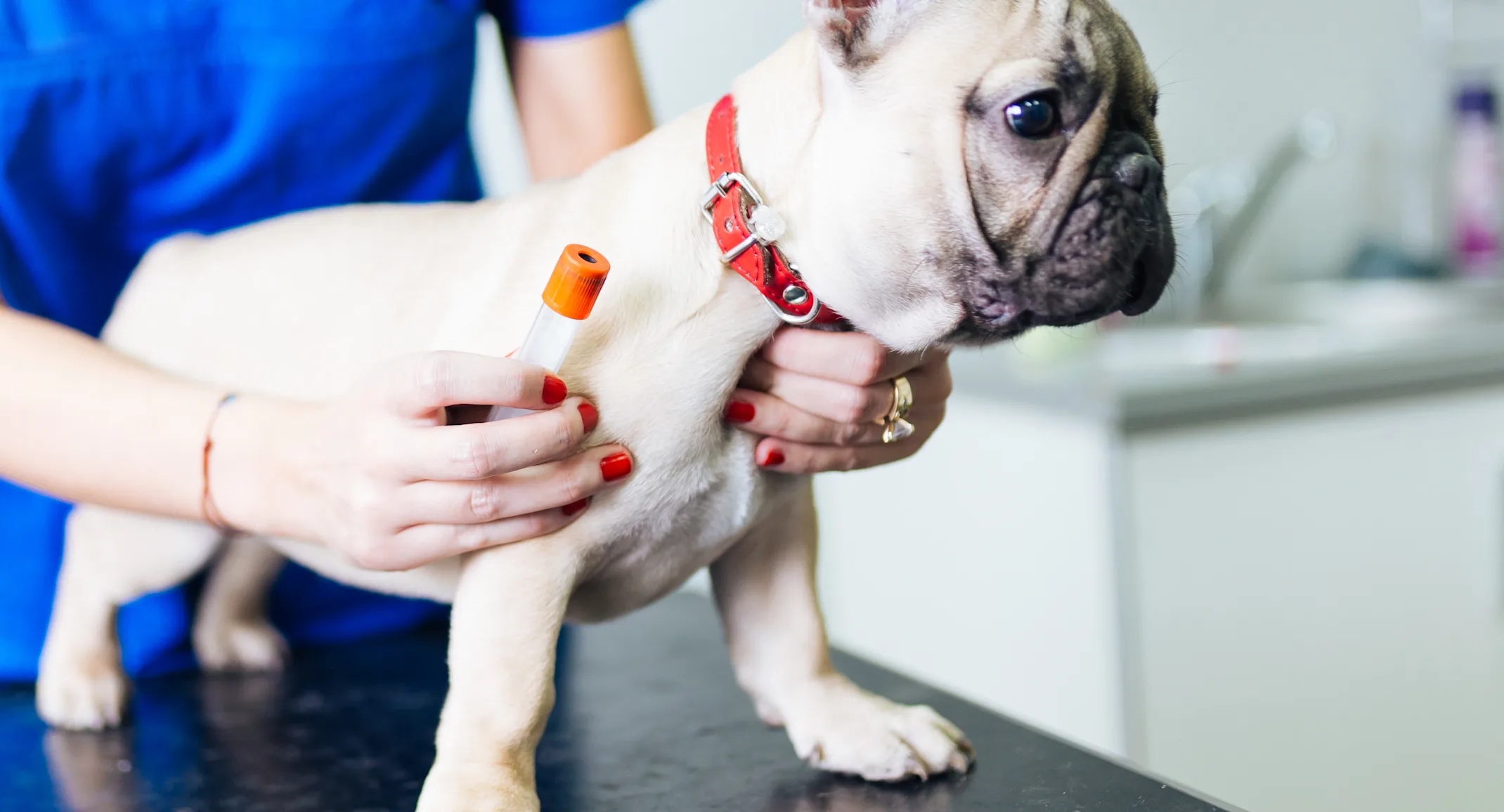 Little White Pug getting a shot in the leg from a Veterinarian on the clinic table. Little White Pug getting a shot in the leg from a Veterinarian on the clinic table.