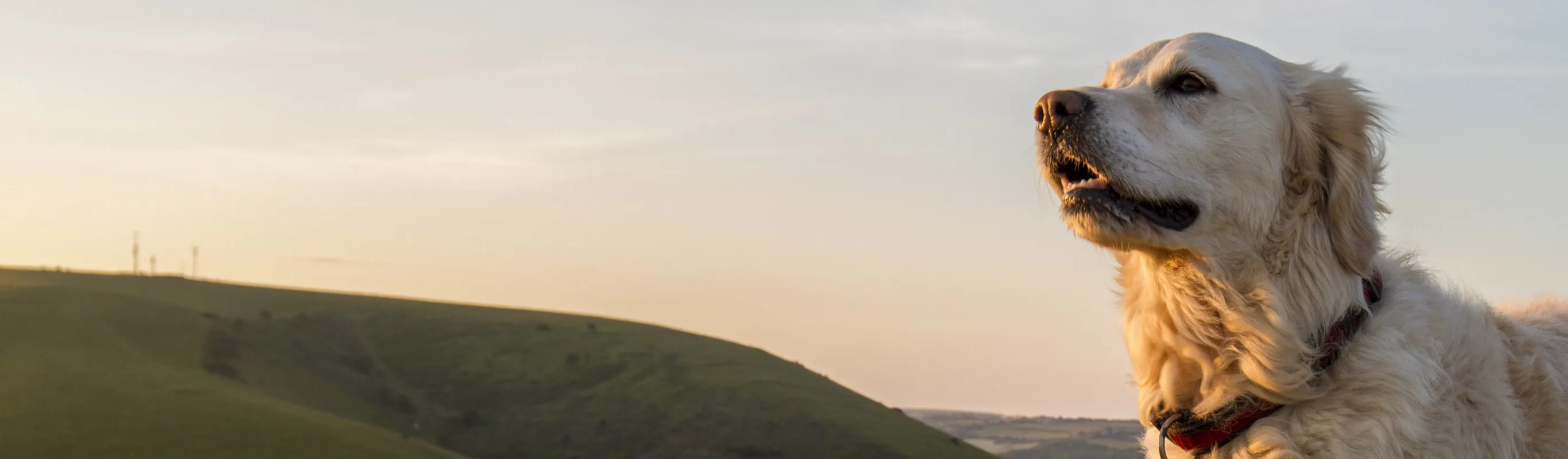 Dog standing in field having its fur blown in the breeze