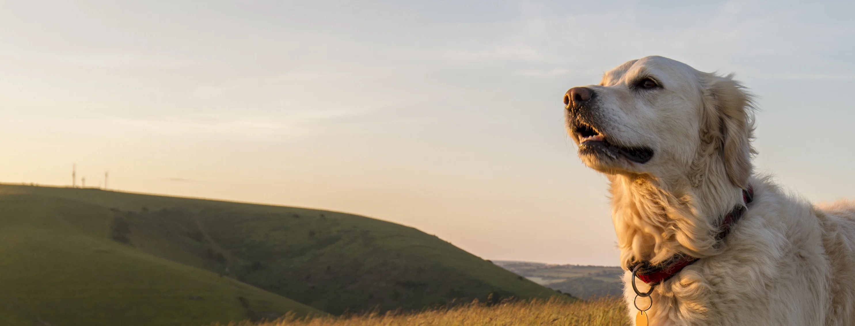 Dog standing in field having its fur blown in the breeze