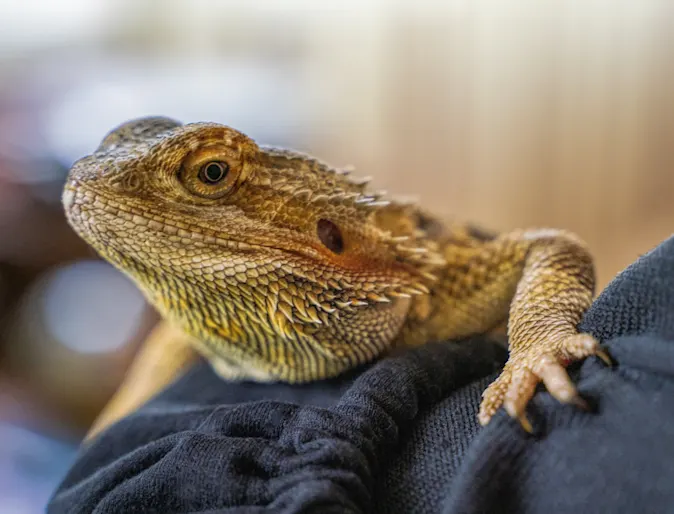Reptile on shoulder at New Haven Pet Hospital Reptile on shoulder at New Haven Pet Hospital