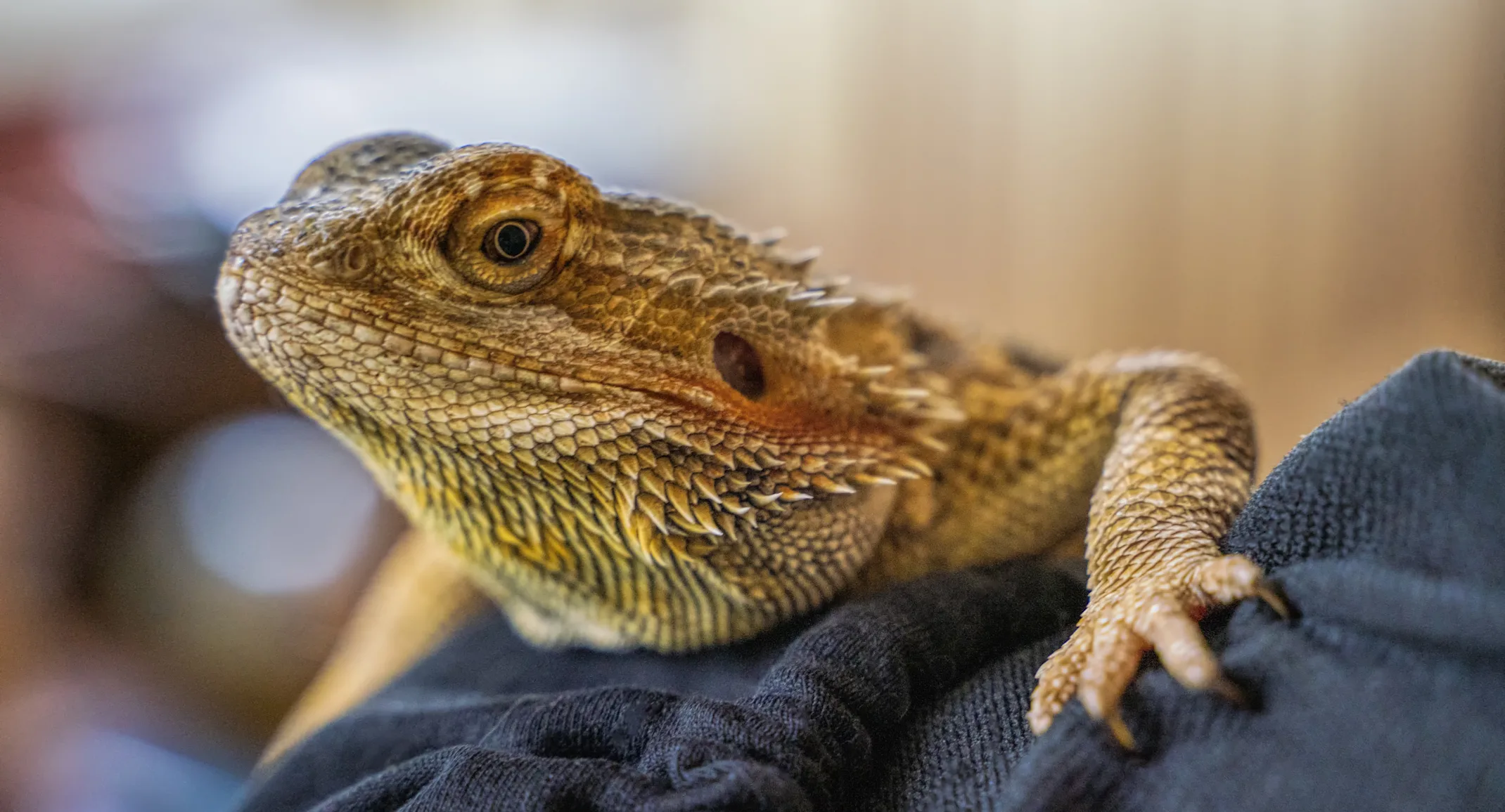 Reptile on shoulder at New Haven Pet Hospital