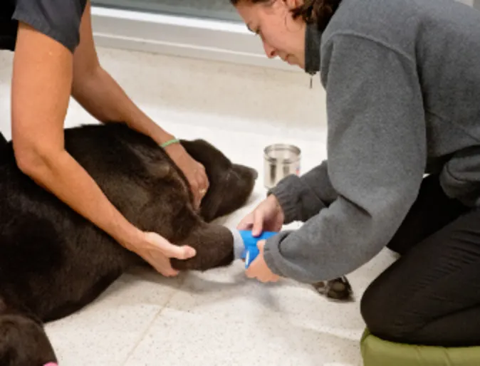 Two staff members wrapping a dog's leg Two staff members wrapping a dog's leg