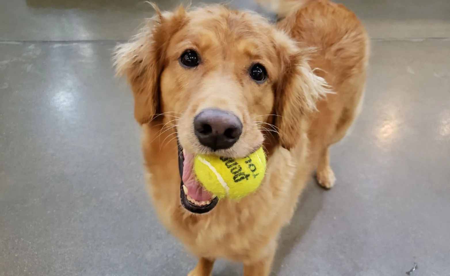 Dog with Tennis Ball in Mouth