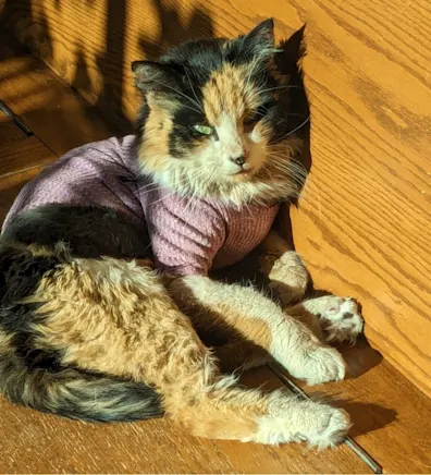 Kismet (Kizzy) Kismet (Kizzy)