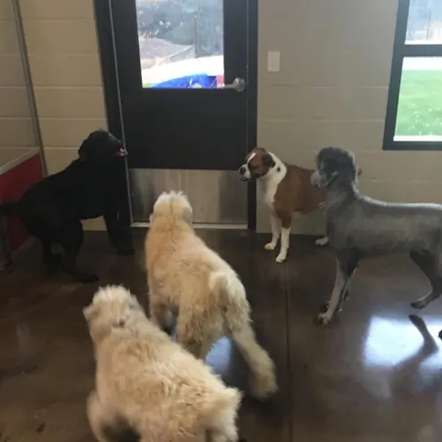 Excited Dogs Excited Dogs