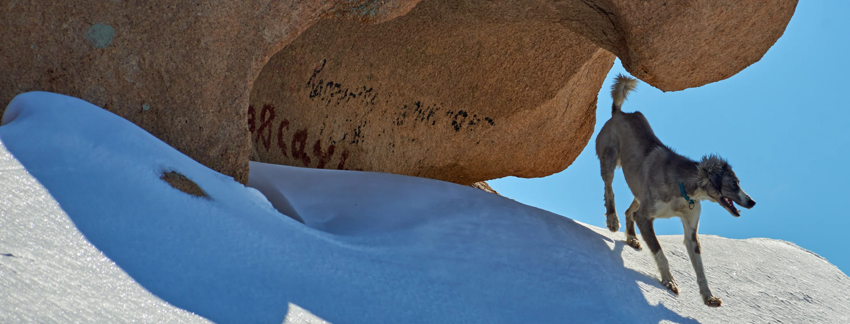 Dog standing on cliff under the shade of a rock Dog standing on cliff under the shade of a rock