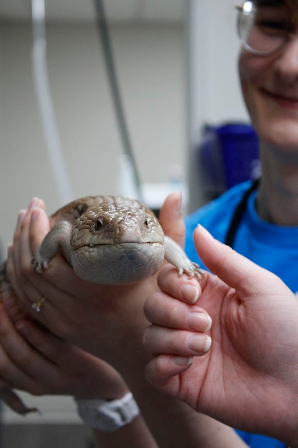 Staff member holding a lizard.
