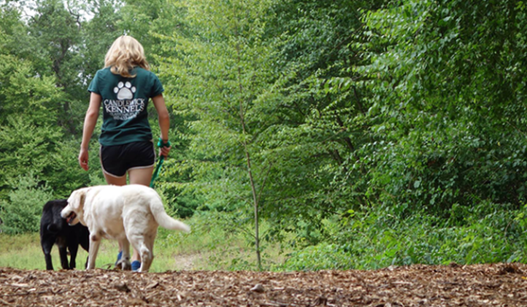 Staff walking 2 dogs on trail 