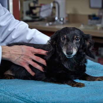 black dog with vet