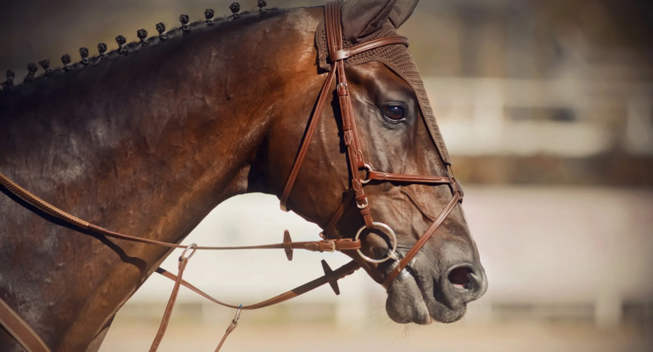 Close up headshot of a brown, athletic horse