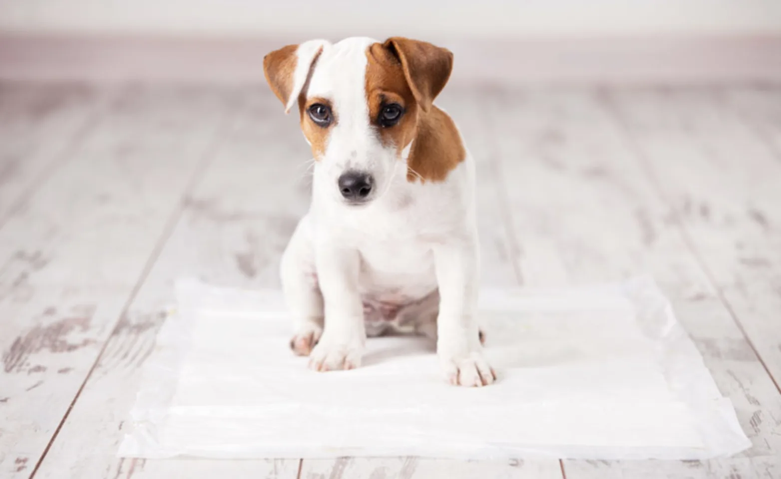 Puppy sits on a potty training pad