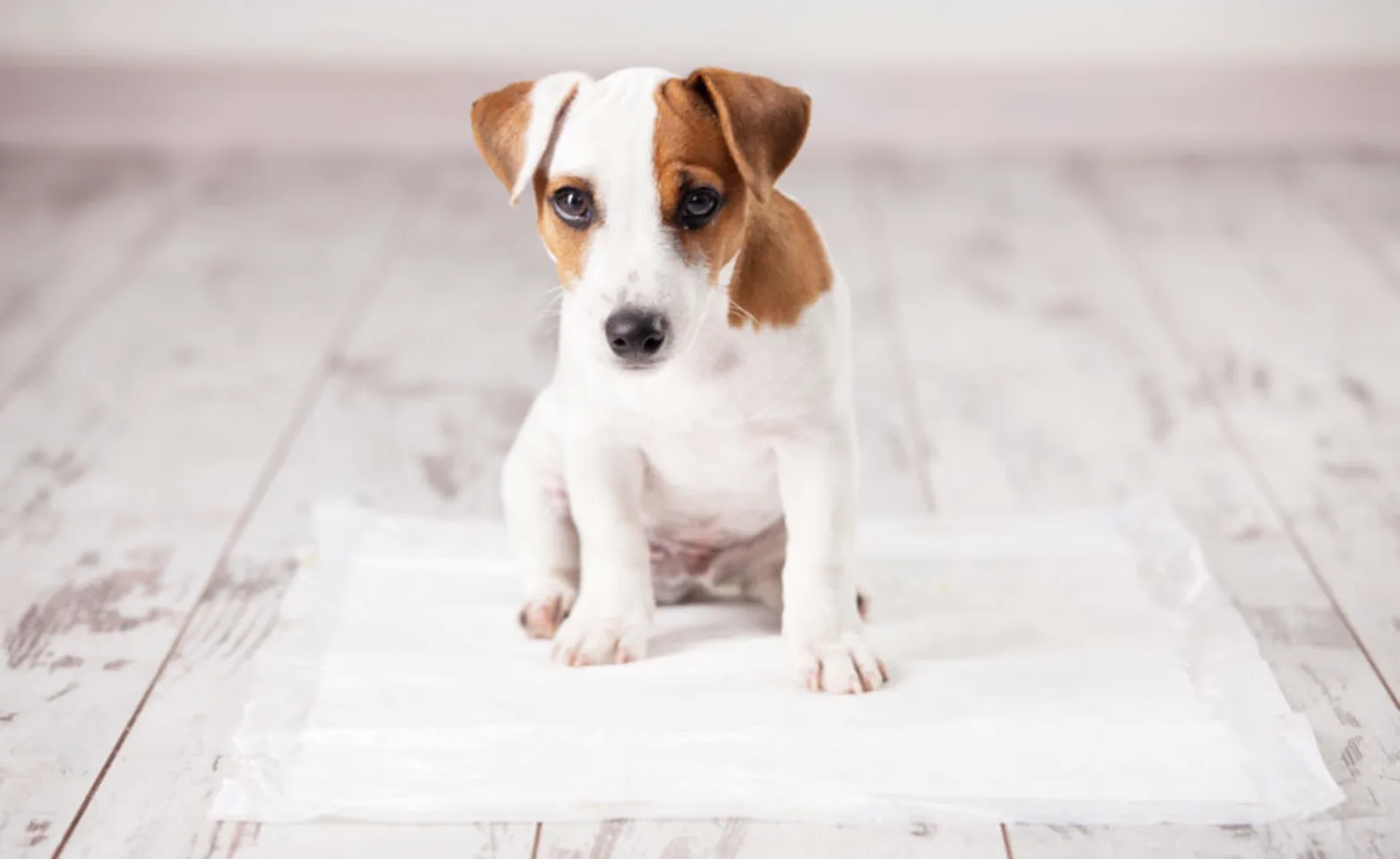 Puppy sits on a potty training pad Puppy sits on a potty training pad