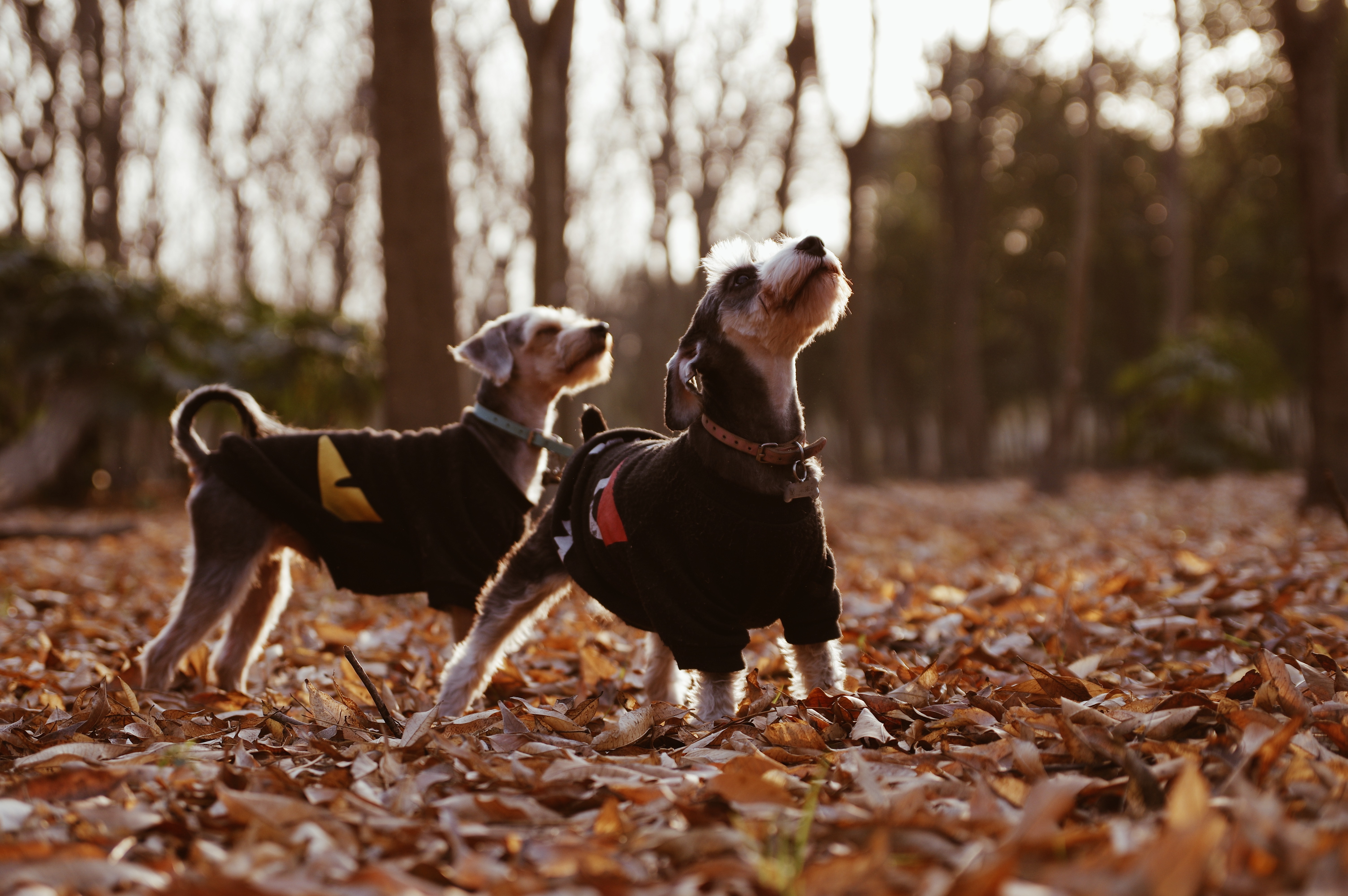 two dogs standing in leaves