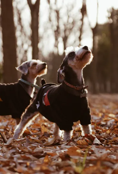 two dogs standing in leaves