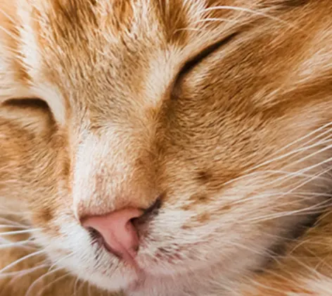 Orange Cat Sleeping Orange Cat Sleeping