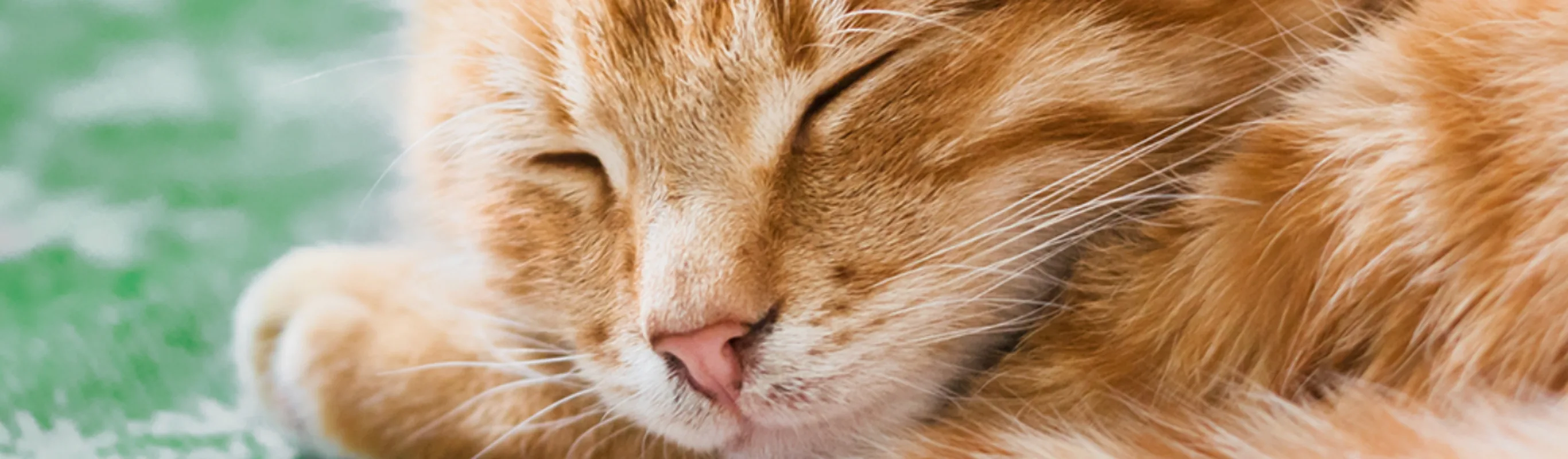 Orange Cat Sleeping Orange Cat Sleeping