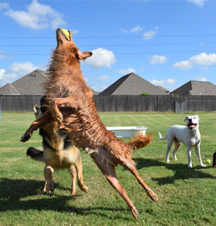 Dog jumping in air for ball