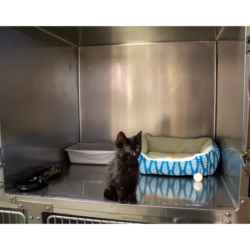 Black small kitten in cat kennel
