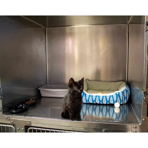 Black small kitten in cat kennel Black small kitten in cat kennel
