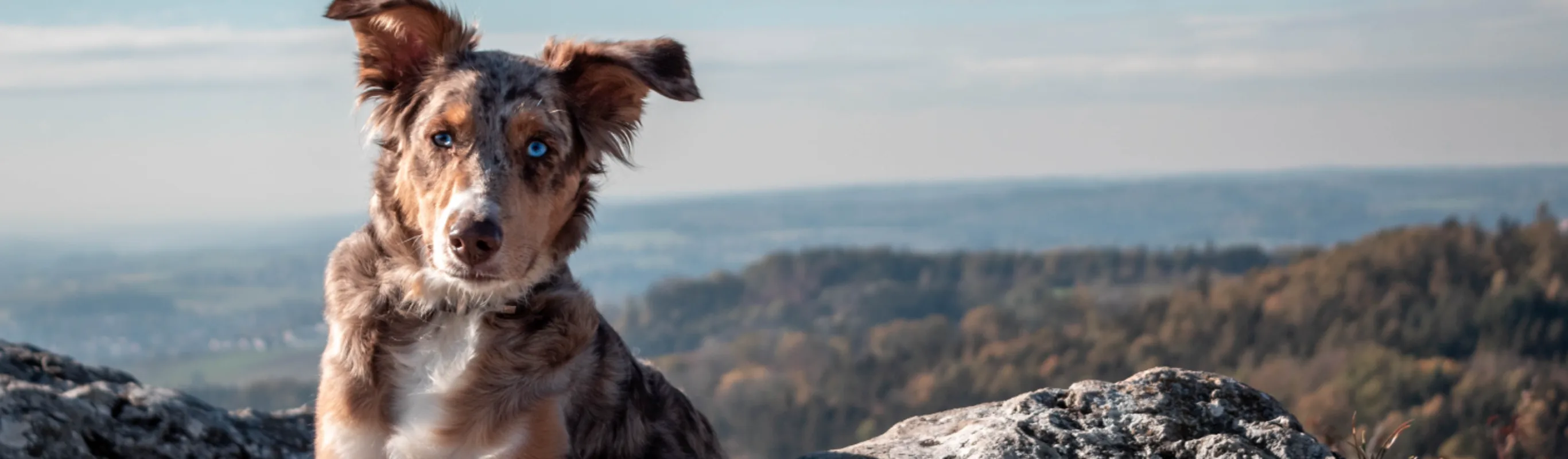 Dog with blue eyes on mountain 