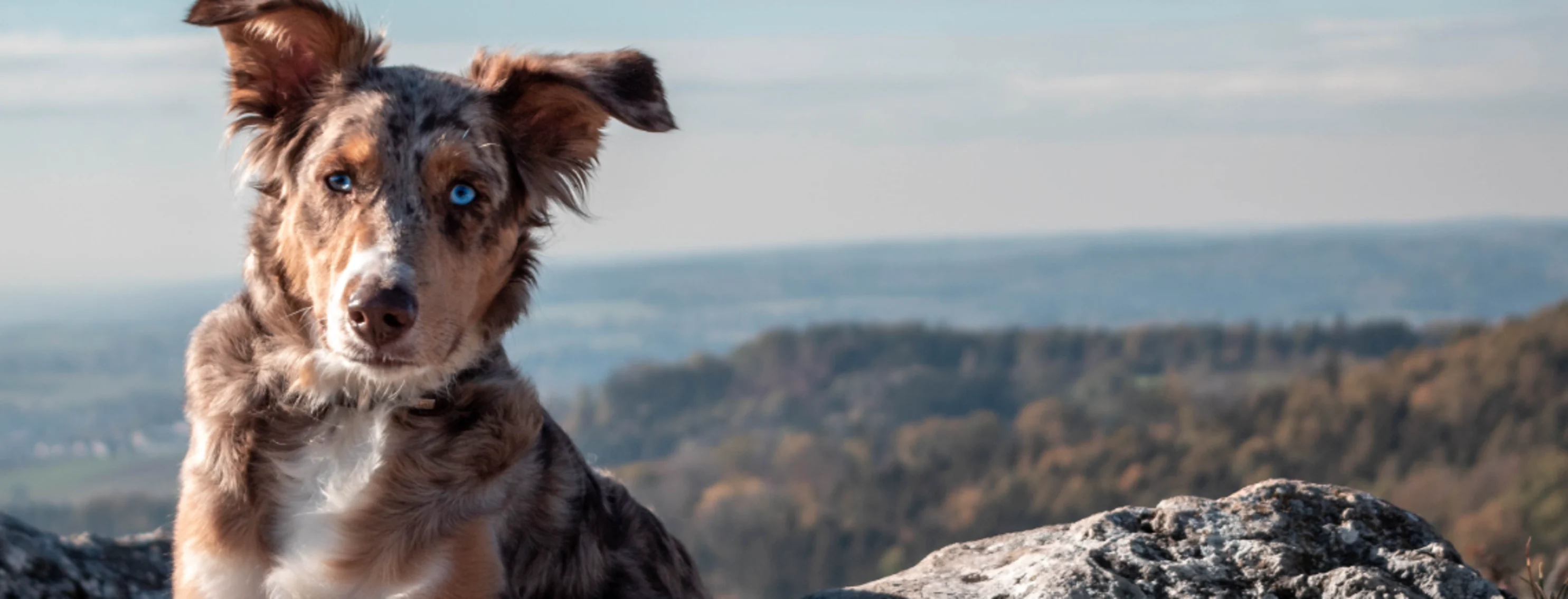 Dog with blue eyes on mountain 