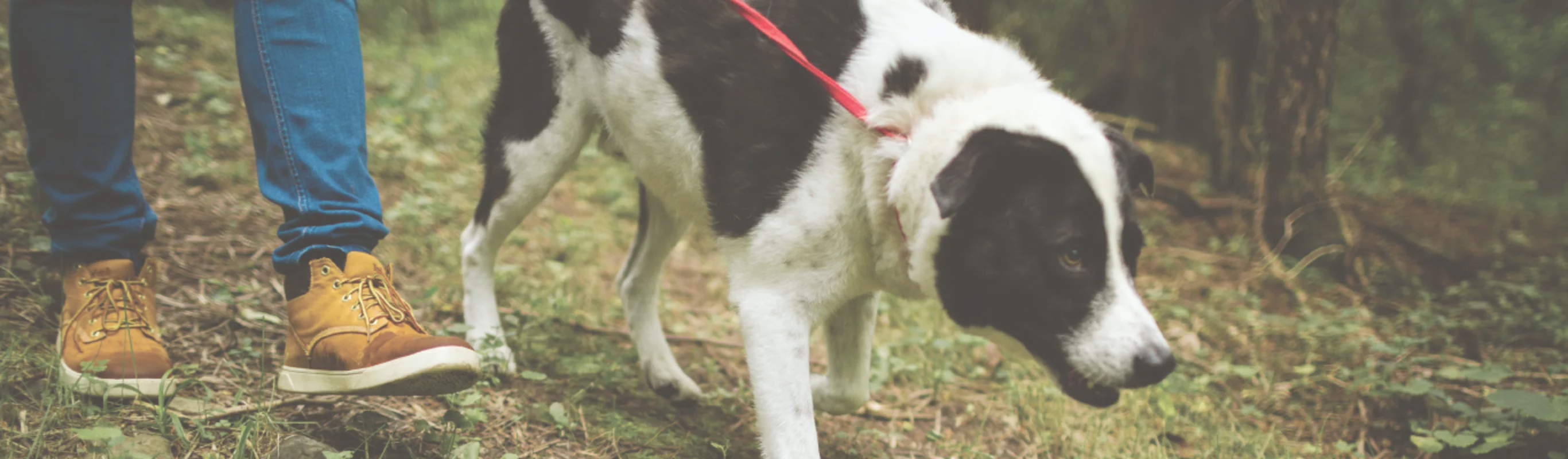 Staff member walking a dog through a nature trail hike. Staff member walking a dog through a nature trail hike.