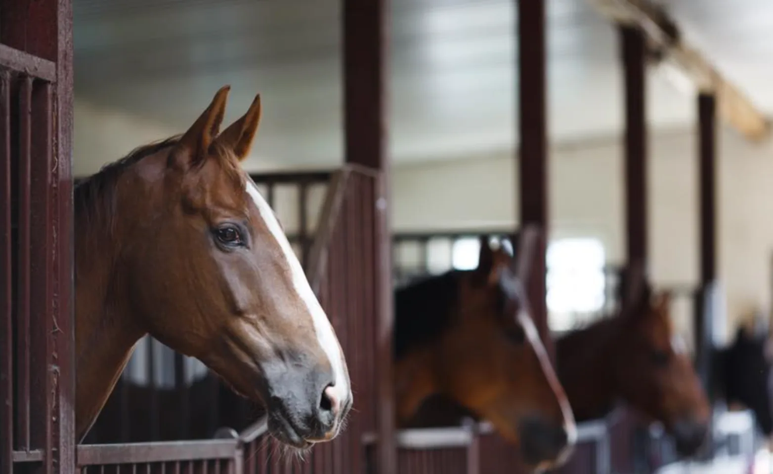 Brown horses sticking their heads of of stalls Brown horses sticking their heads of of stalls