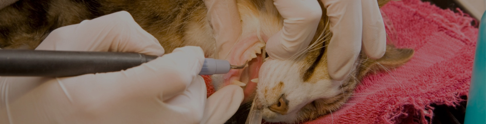 Cat dentistry near me shops